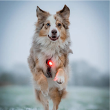Orbiloc Dog Safety Light