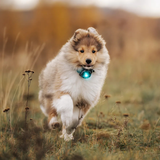 Orbiloc Dog Safety Light