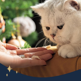 Rosewood Cupid & Comet Luxury Deli Advent Calendar For Cats