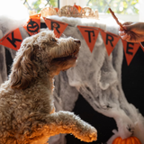 Rosewood Sprit & Spook Chicken Wrapped Pumpkin Twists