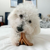 Tall Tails Antler - Peanut Butter Scented Chew Toys for Dogs