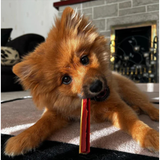 W'zis Smoky Dental Fangs Pouch of Dog Dental Chews